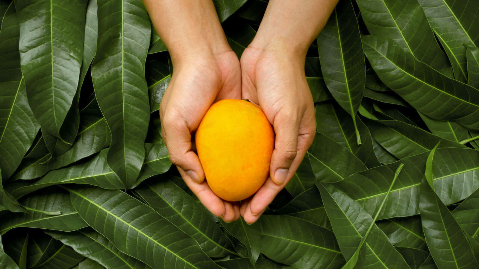 We turn Australian grown
fresh organic mangoes
into dried mango goodness.